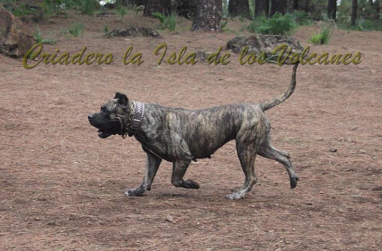 Dogo Canario. Faina De La Isla De Los Volcanes en 2012.