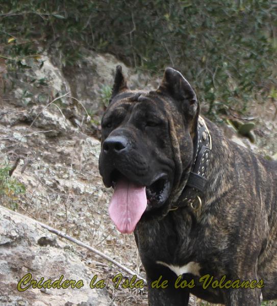 Dogo Canario. FRANCO DE LA ISLA DE LOS VOLCANES.