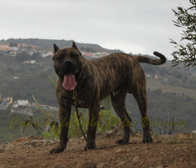 Dogo Canario. Faraon De La Isla De Los Volcanes.