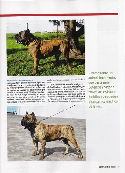 Dogo Canario. Pagina 17.
