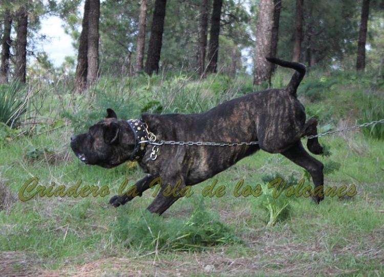 Dogo Canario. FRANCO DE LA ISLA DE LOS VOLCANES con 20 meses.