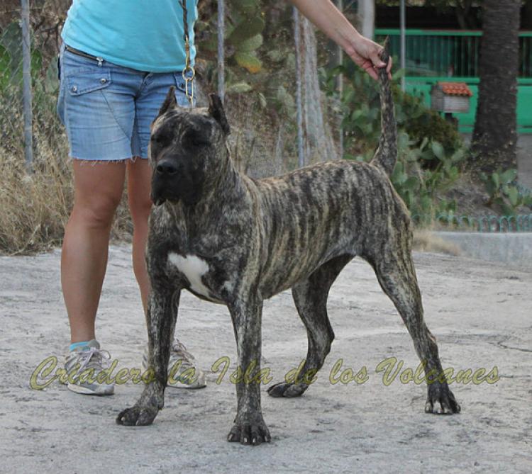 Dogo Canario. LLAIMA DE LA ISLA DE LOS VOLCANES con 10 meses.