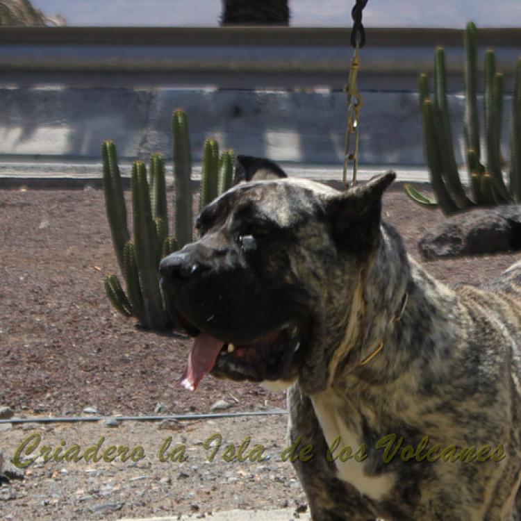 Dogo Canario. Hurcan De La Isla De Los Volcanes.