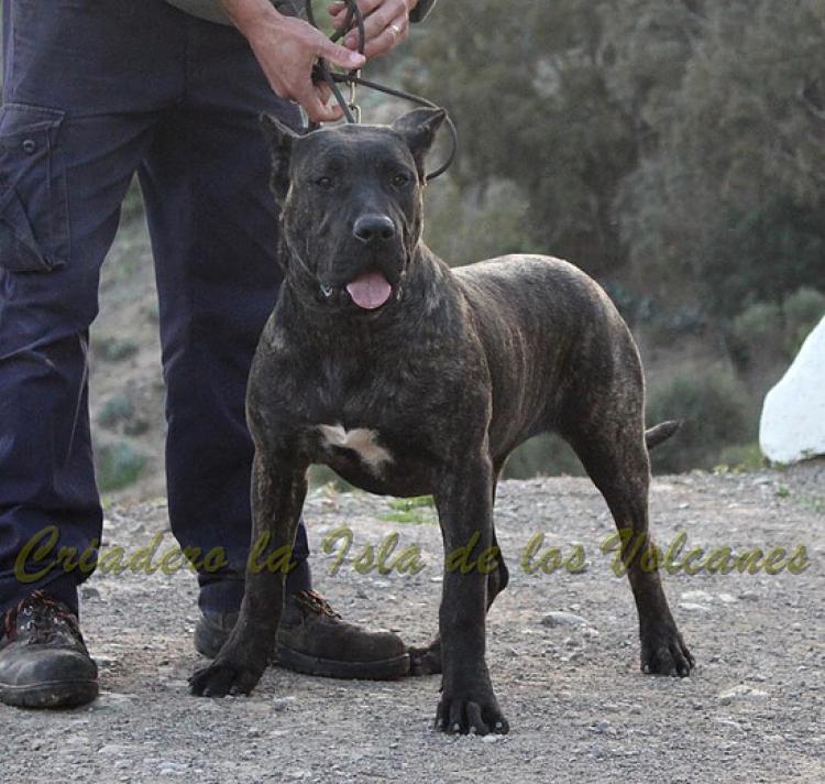 Dogo Canario. FANNY DE LA ISLA DE LOS VOLCANES de cachorra.