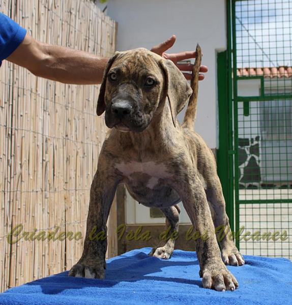 Dogo Canario. Estela De La Isla De Los Volcanes de cachorra.