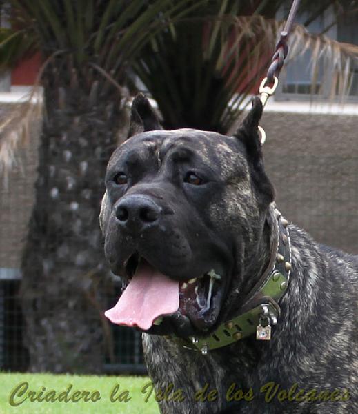 Dogo Canario. Volcan De La Isla De Los Volcanes en 2013.