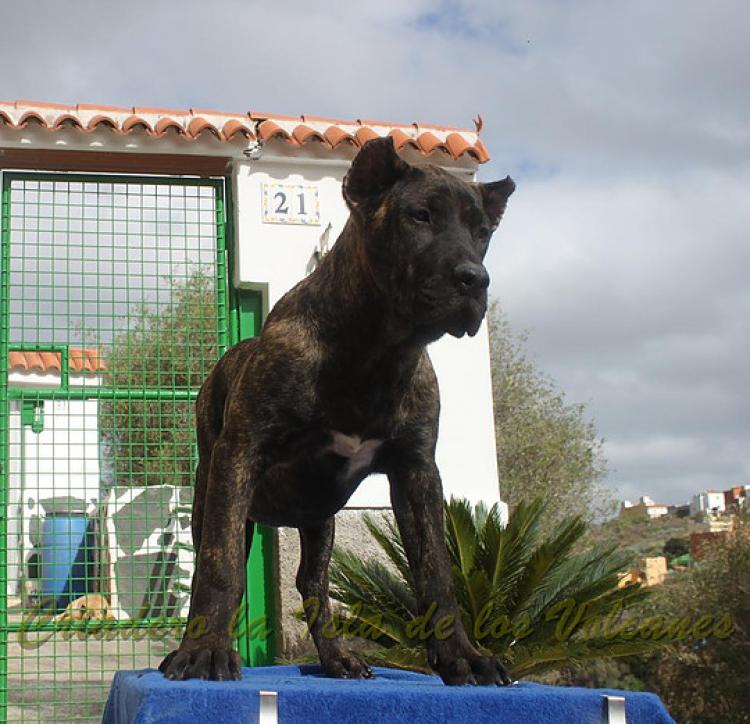 Dogo Canario. FANNY DE LA ISLA DE LOS VOLCANES de cachorra.