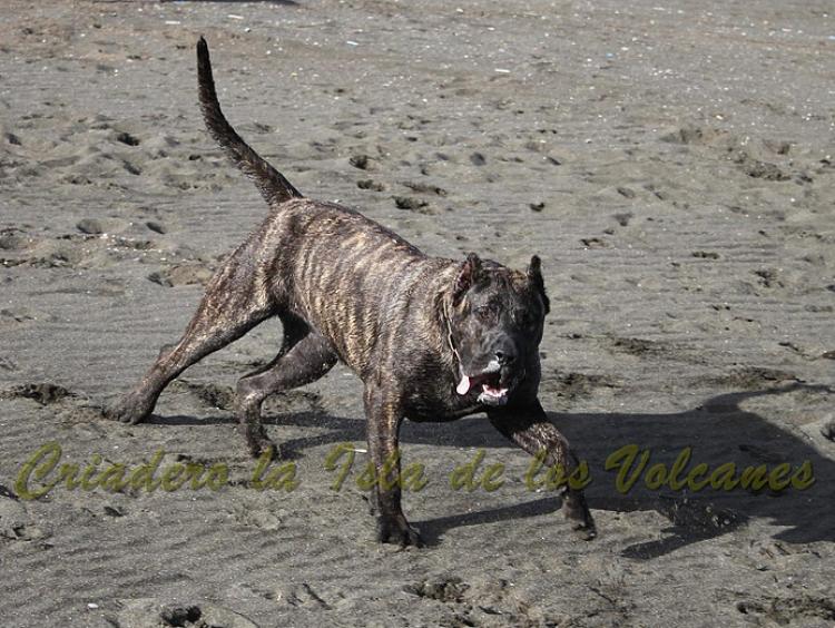 Dogo Canario. FANNY DE LA ISLA DE LOS VOLCANES con 8 meses.