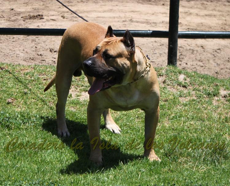 Dogo Canario. Turco De La Isla De Los Volcanes.