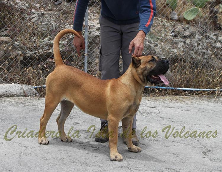 Dogo Canario. Guama De La Isla De Los Volcanes.