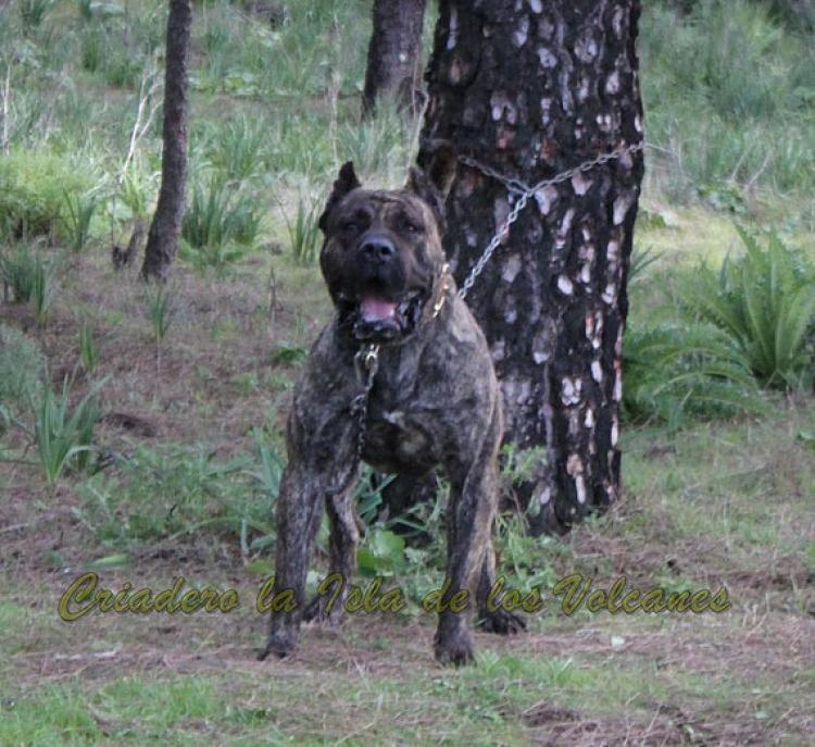 Dogo Canario. Faraon De La Isla De Los Volcanes.