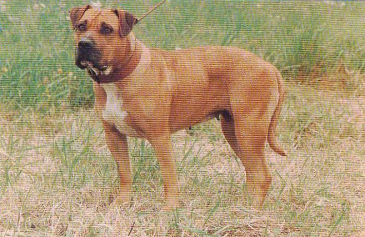 Dogo Canario. Fotos Historicas. Chalia. Dogo Canario. Fotos Historicas. Chalia.