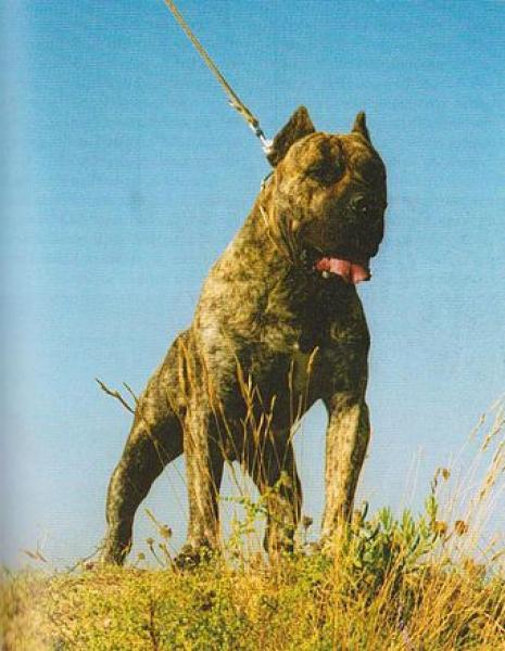Dogo Canario. Tamaran.