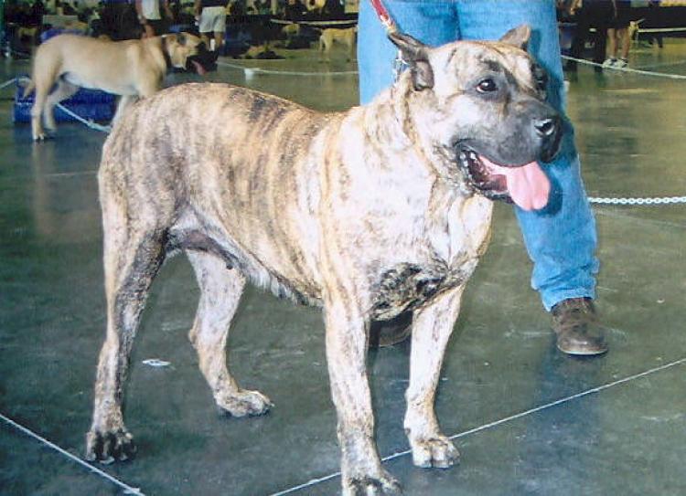 Dogo Canario. Talia.