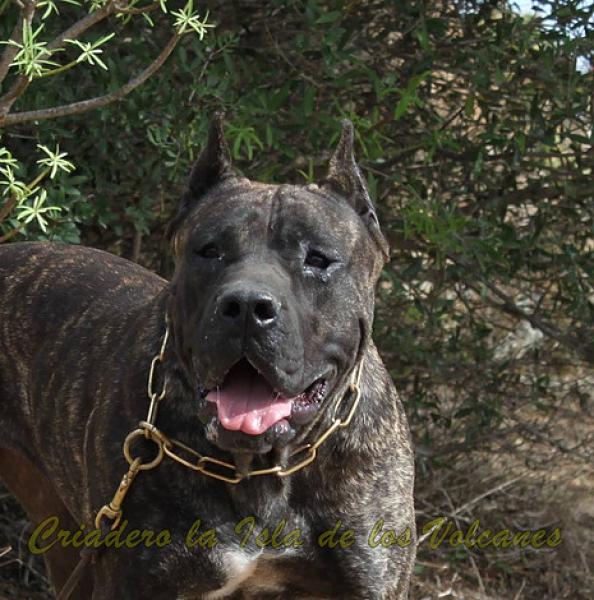 Dogo Canario. Caren De La Isla De Los Volcanes.