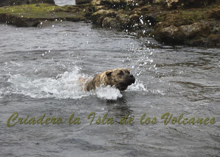 Dogo Canario. Estela De La Isla De Los Volcanes.
