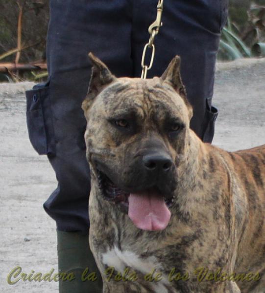 Dogo Canario. Estela De La Isla De Los Volcanes con 16 meses.