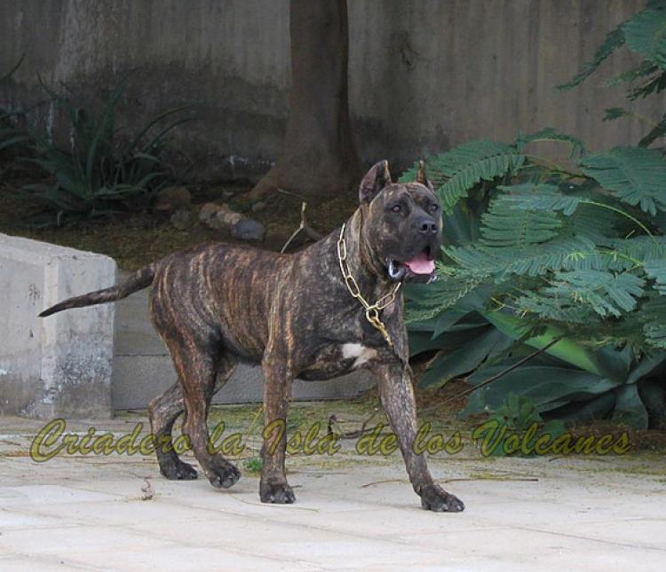 Dogo Canario. Laia De La Isla De Los Volcanes.