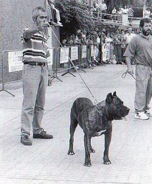 Dogo Canario. Guayacan.