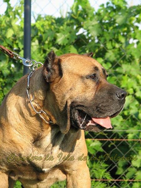 Dogo Canario. Roble De La Isla De Los Volcanes.