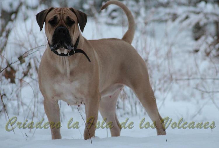 Dogo Canario. Reisha De La Isla De Los Volcanes.