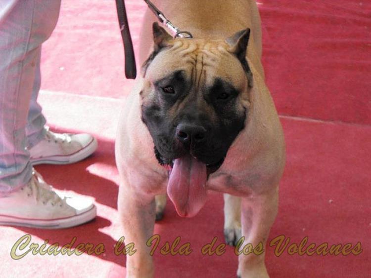 Dogo Canario. Junko De La Isla De Los Volcanes.