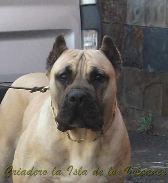Dogo Canario. Vicky De La Isla De Los Volcanes en 2013.