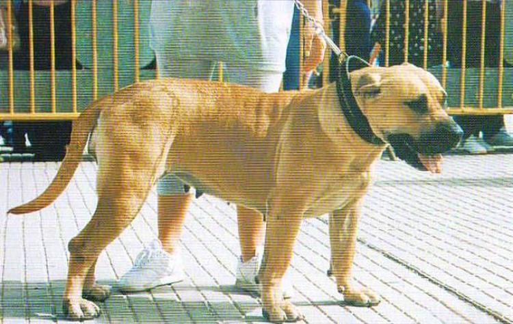 Dogo Canario. Tarka.