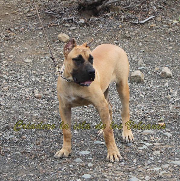 Dogo Canario. Sylka De La Isla De Los Volcanes.
