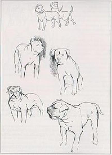 Historia del perro de Presa Canario Dogo Canario Dogo Canario.