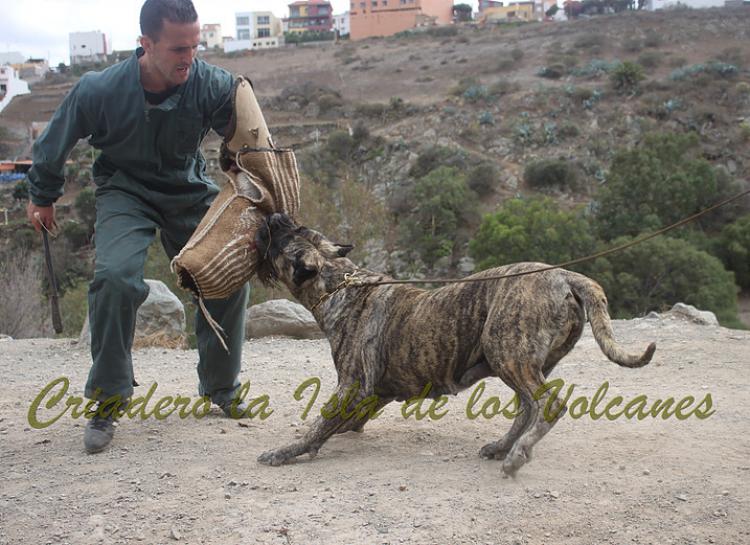 Dogo Canario. Faina De La Isla De Los Volcanes. Prueba de Caracter.