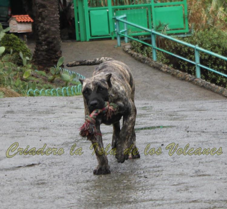 Dogo Canario. Kaifa De La Isla De Los Volcanes.