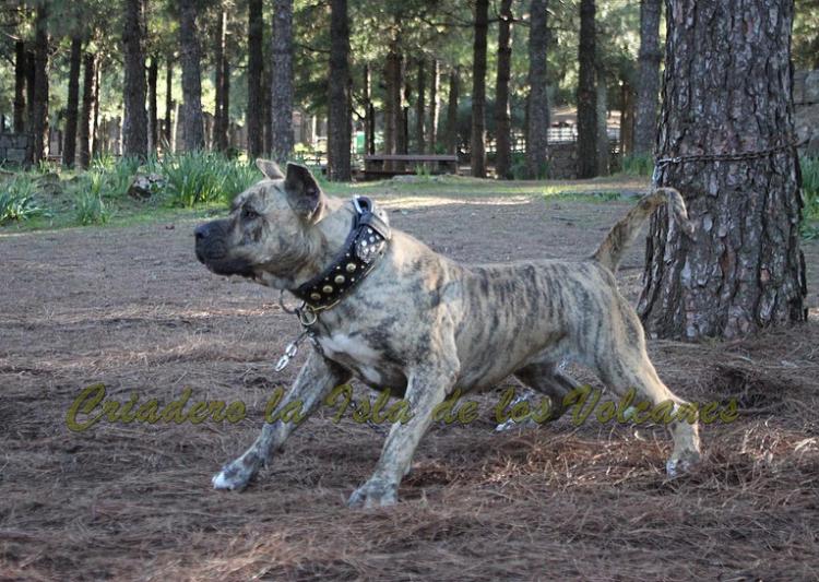 Dogo Canario. Estela De La Isla De Los Volcanes.