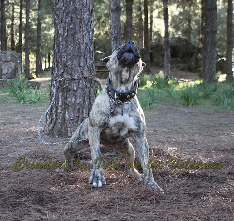 Dogo Canario. Estela De La Isla De Los Volcanes con 20 meses.