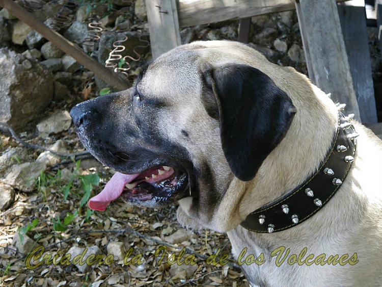 Dogo Canario. Ambar De La Isla De Los Volcanes.