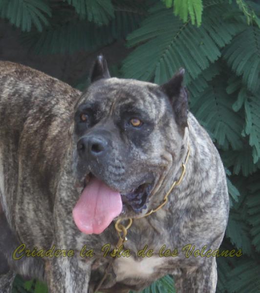 Dogo Canario. Faina De La Isla De Los Volcanes.