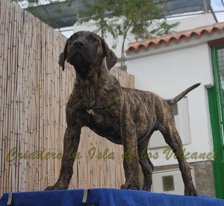 Dogo Canario. Faraon De La Isla De Los Volcanes con 4 meses.