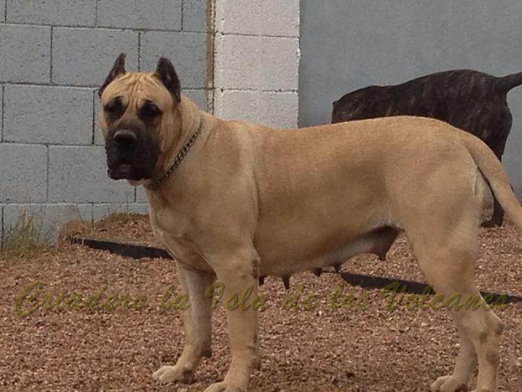 Dogo Canario. Reina De La Isla De Los Volcanes.