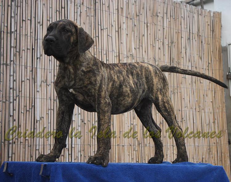 Dogo Canario. Faraon De La Isla De Los Volcanes con 4 meses.