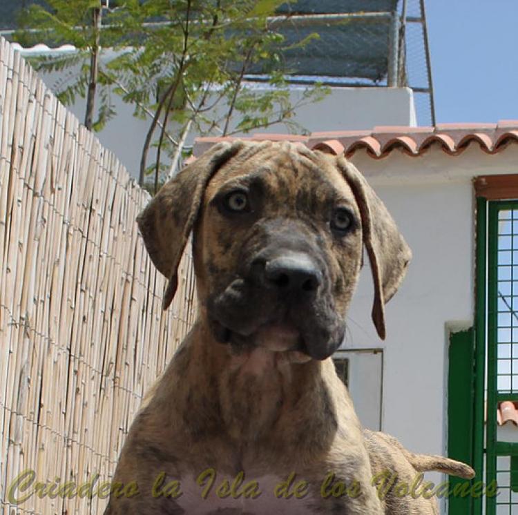 Dogo Canario. Estela De La Isla De Los Volcanes de cachorra.