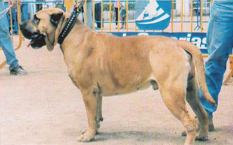 Dogo Canario. Clay.