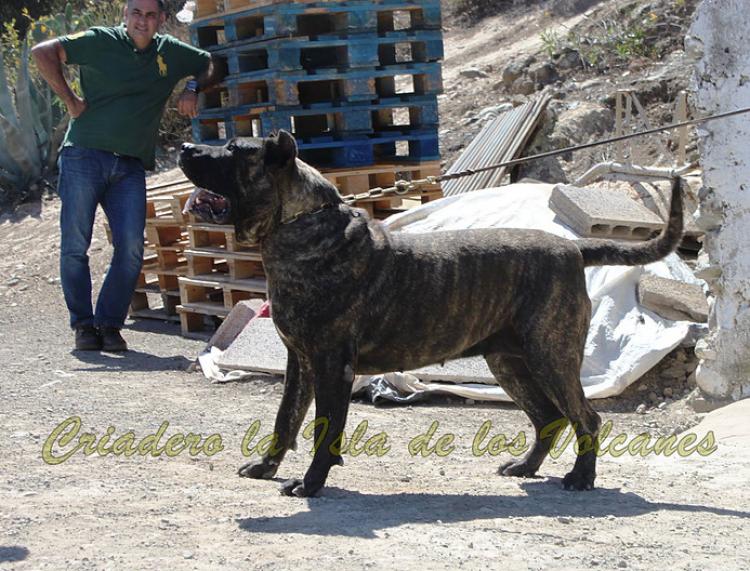 Dogo Canario. FANNY DE LA ISLA DE LOS VOLCANES.
