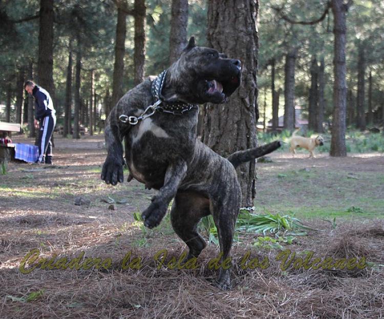 Dogo Canario. Cora De La Isla De Los Volcanes.