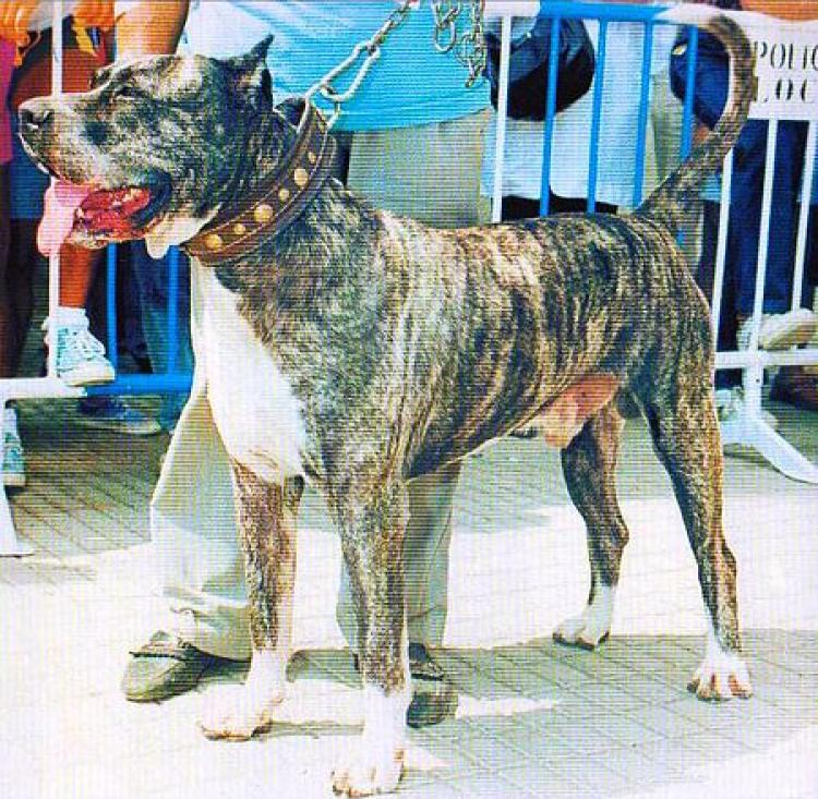 Dogo Canario. Roby.