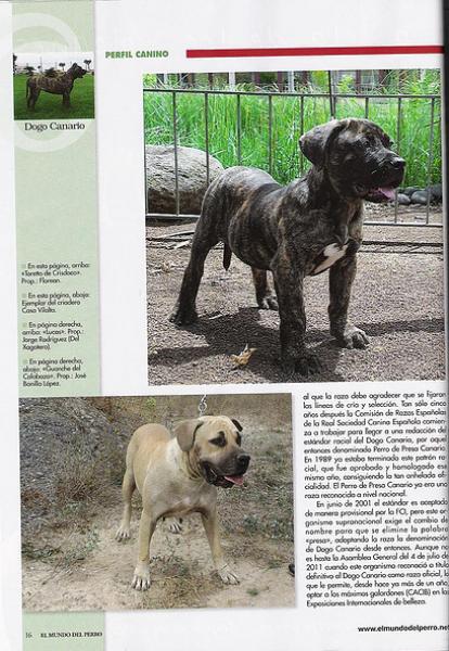 Dogo Canario. Pagina16.