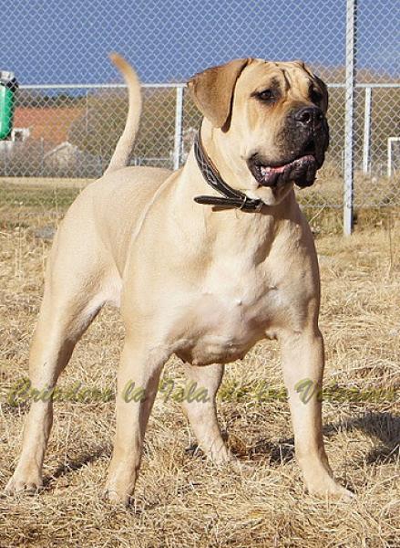 Dogo Canario. Reisha De La Isla De Los Volcanes.