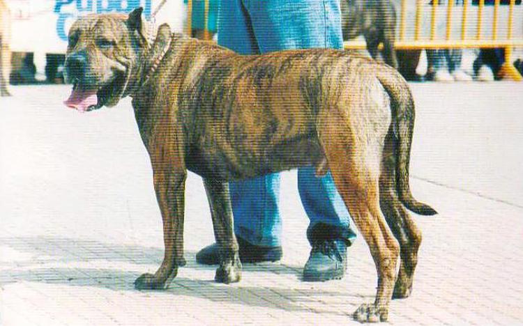 Dogo Canario. Nast.