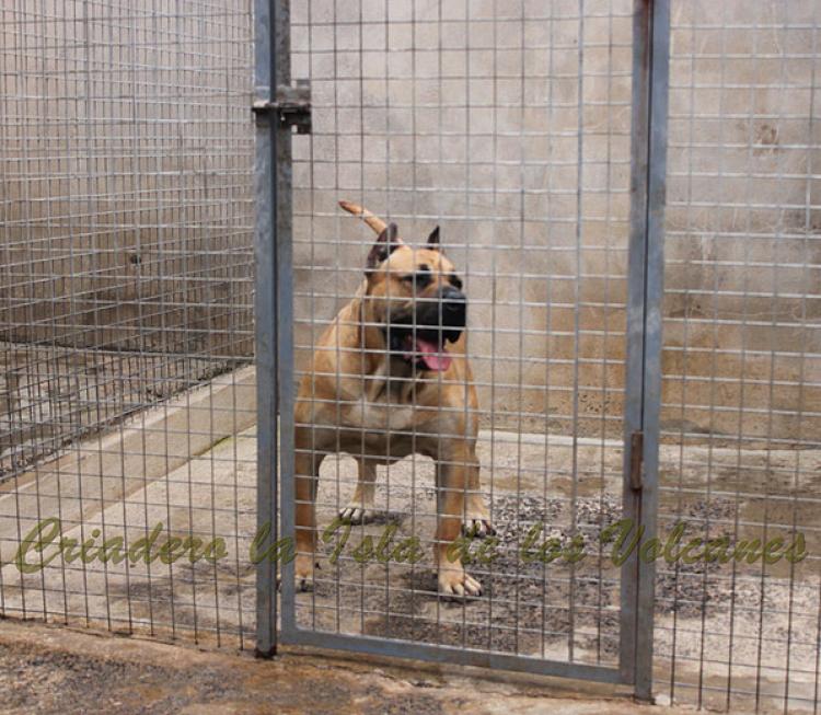 Dogo Canario. Turco De La Isla De Los Volcanes.
