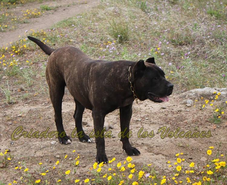 Dogo Canario. Pantera De La Isla De Los Volcanes.