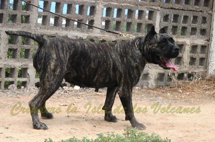 Dogo Canario. Cora De La Isla De Los Volcanes.